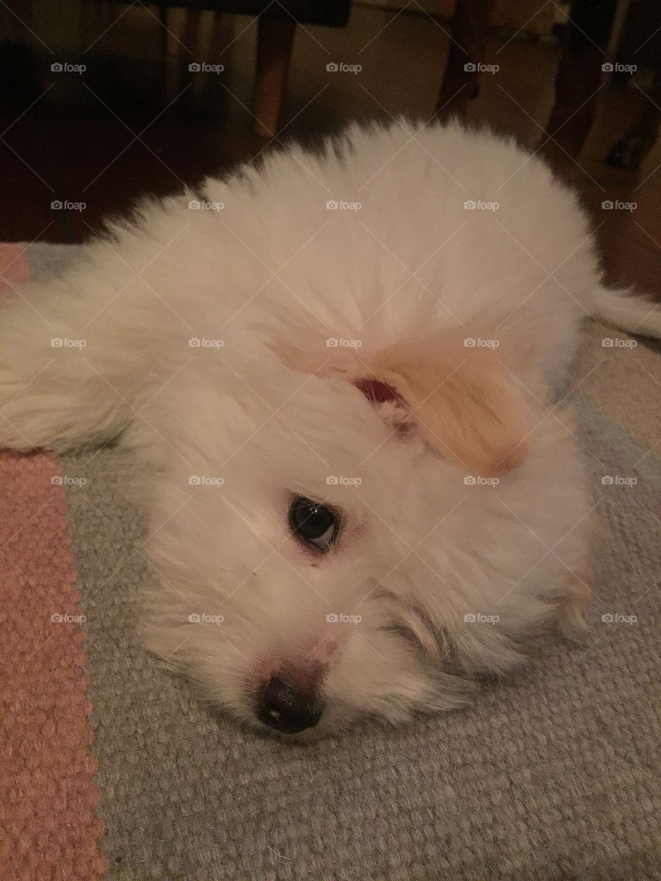 Coton de Tulear puppy 