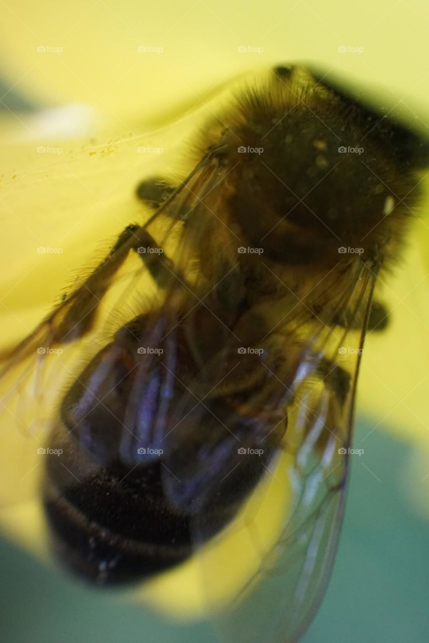 Bee#insect#nature#wings#leave#details