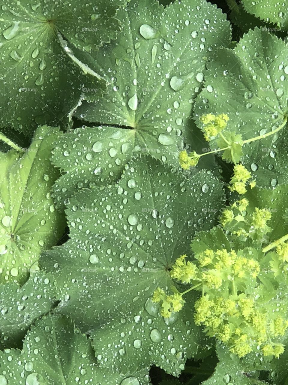 Rain drops and ground cover