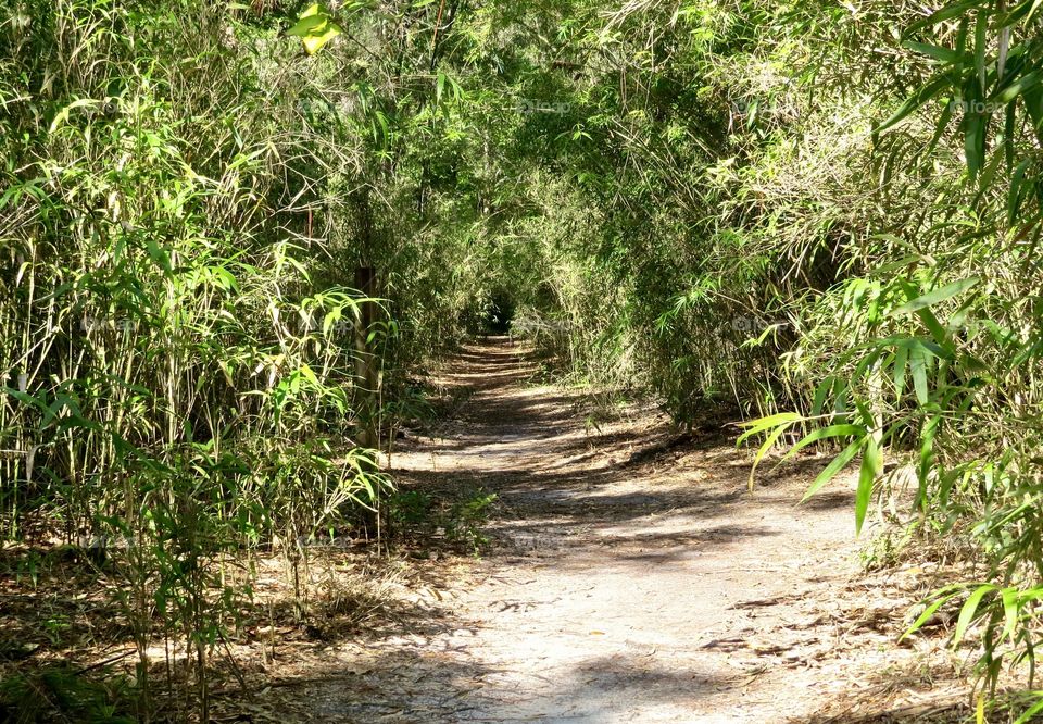 Path through the bamboo woods