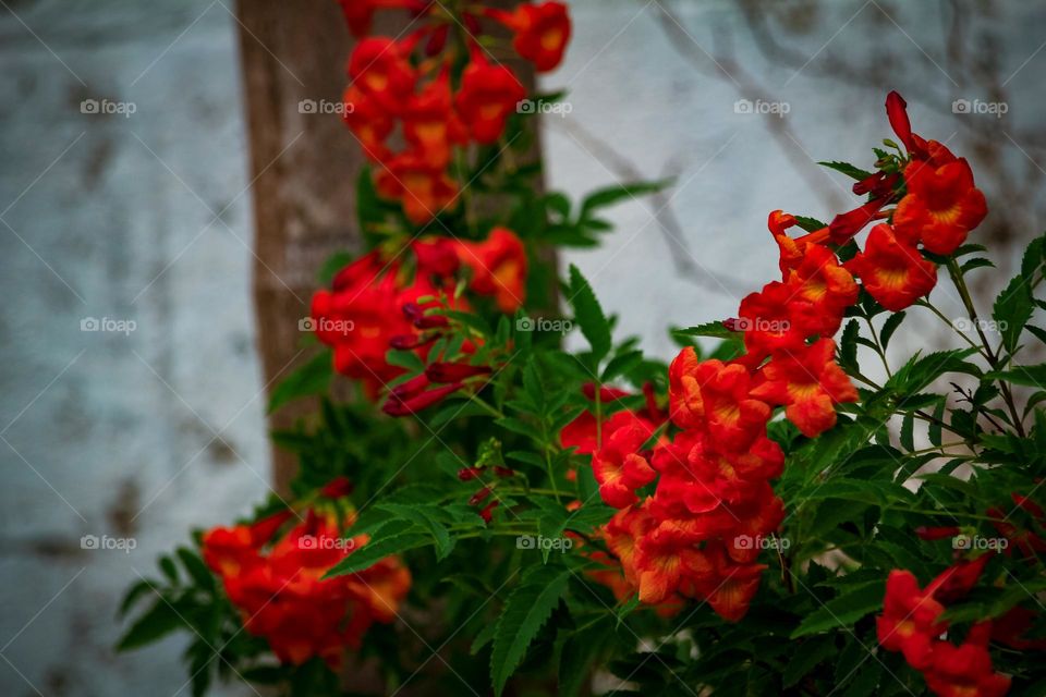 red flowers