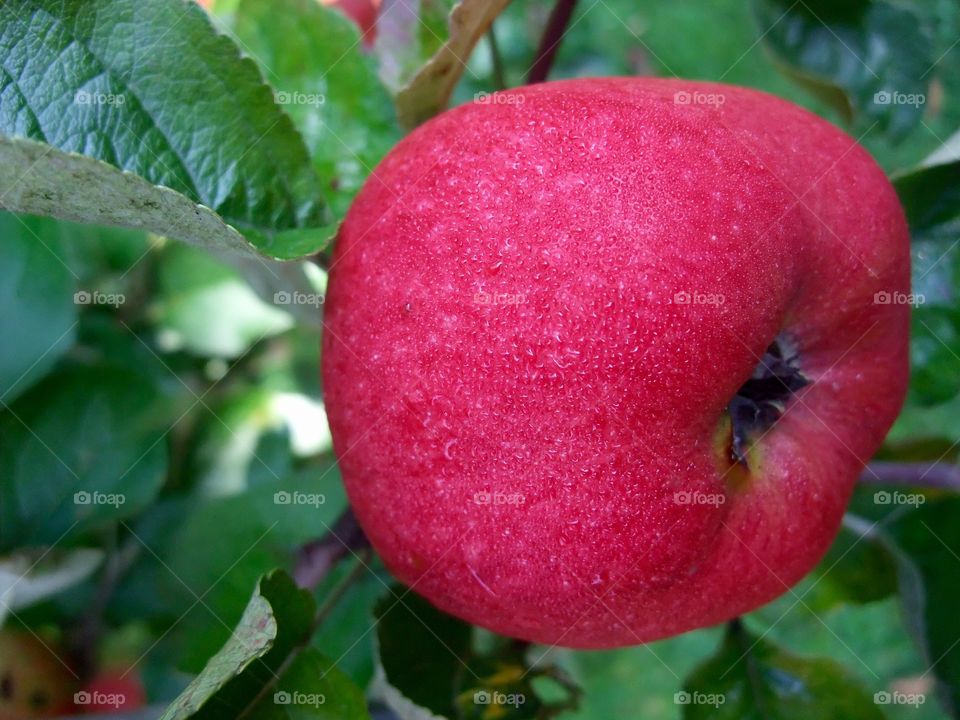 Apple