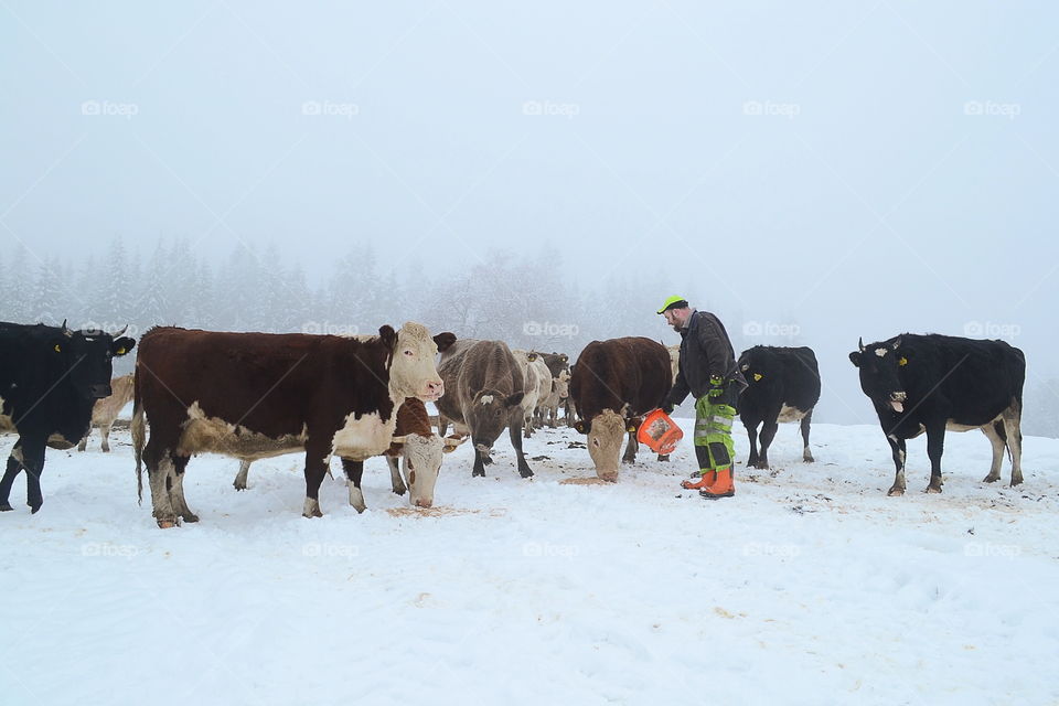 Farmer feeding his cattle