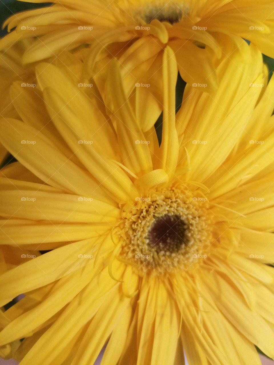 burst of yellow Gerber daisy