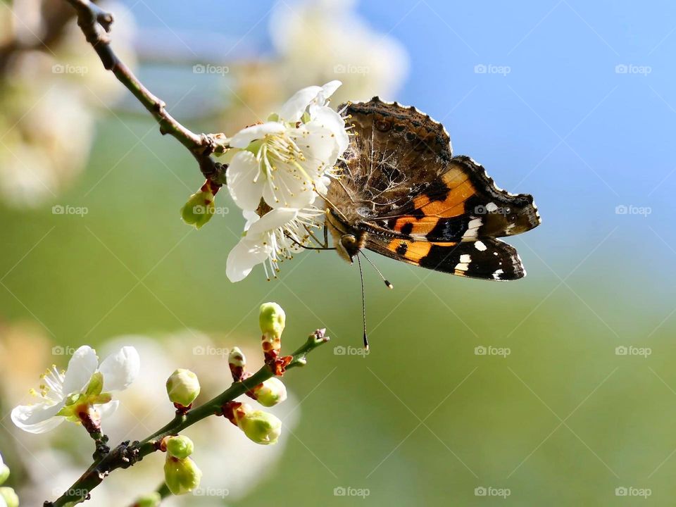 Beautiful and colourful butterfly