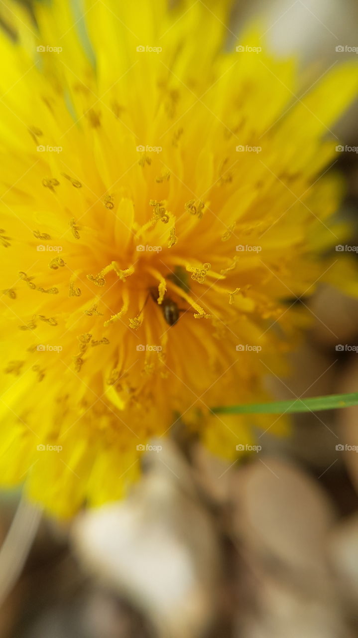 Closeup of ant in a dandelion flower.