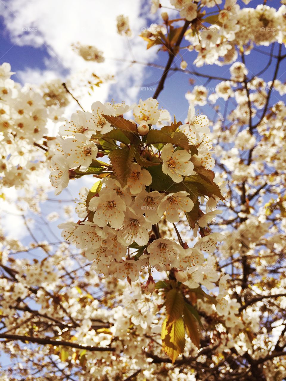 Blossom tree 