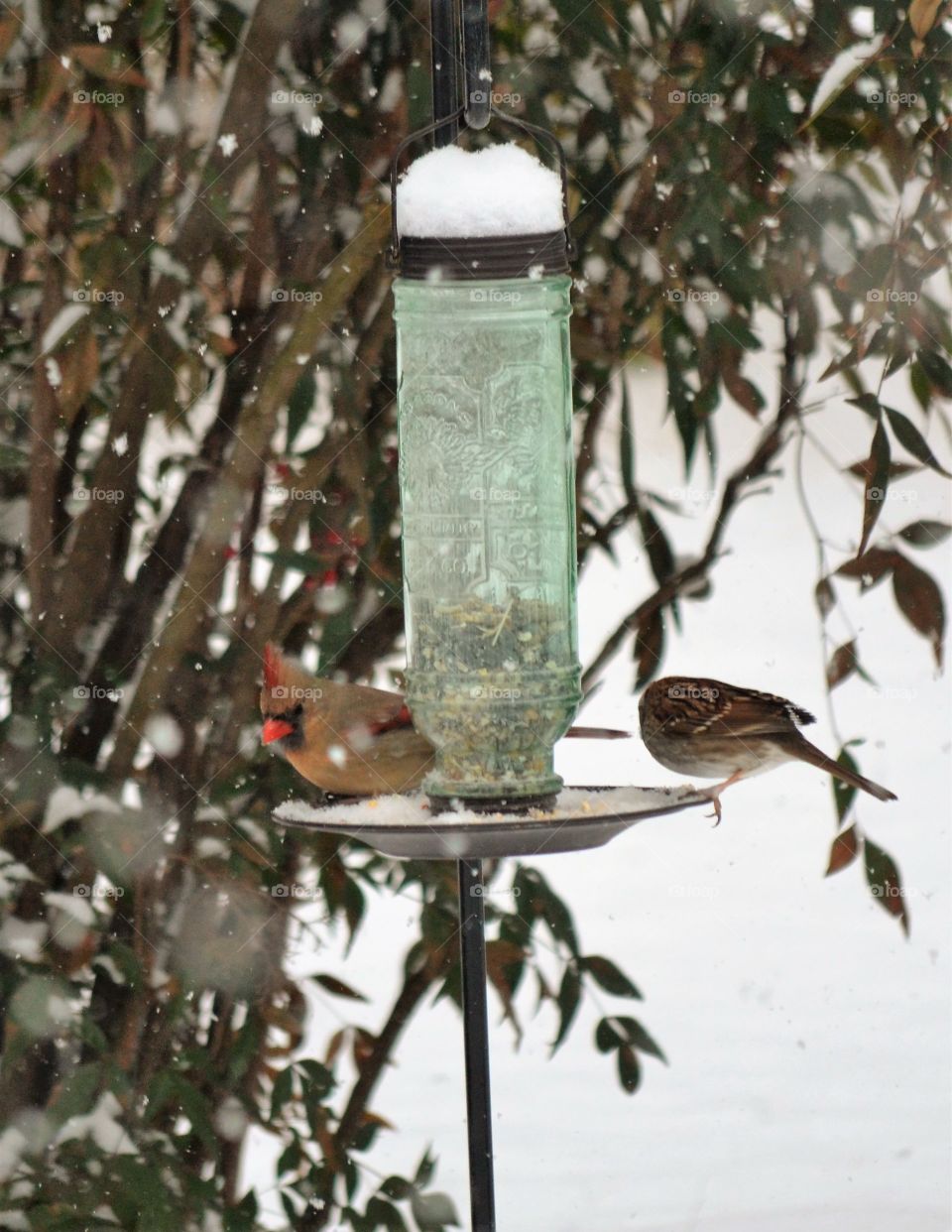 female cardinal and sparrow