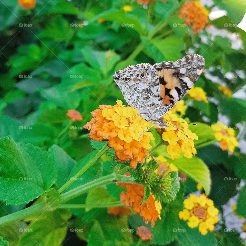 Butterfly bush