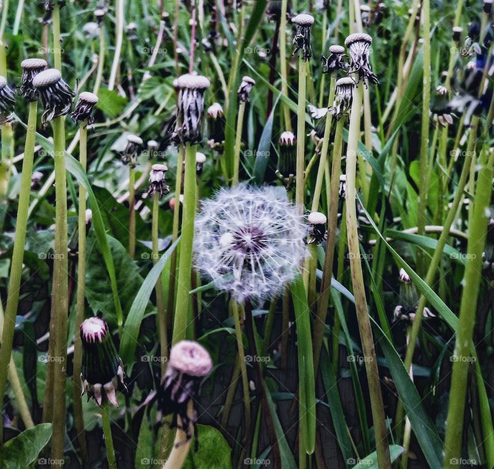 dandelion in the grass