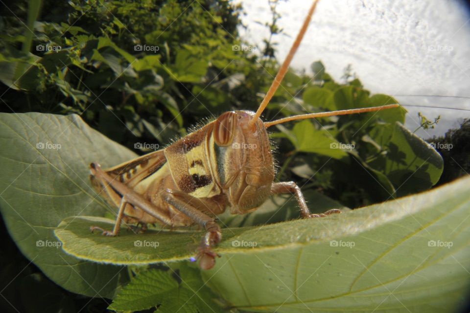 grasshopper