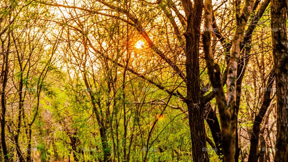 forest sunset 