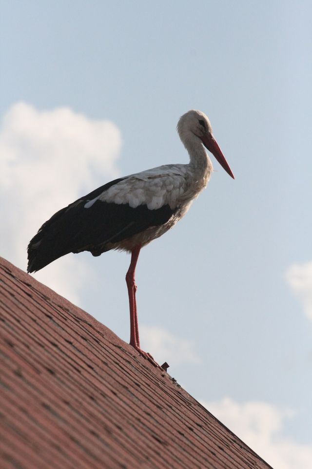Mr Stork