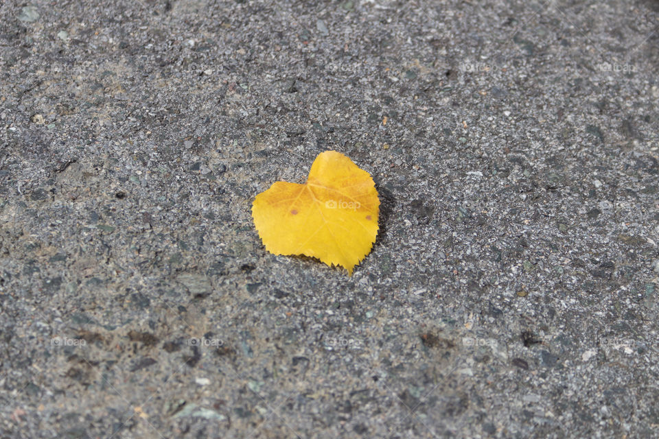 Yellow little autumn leaf lies on gray asphalt