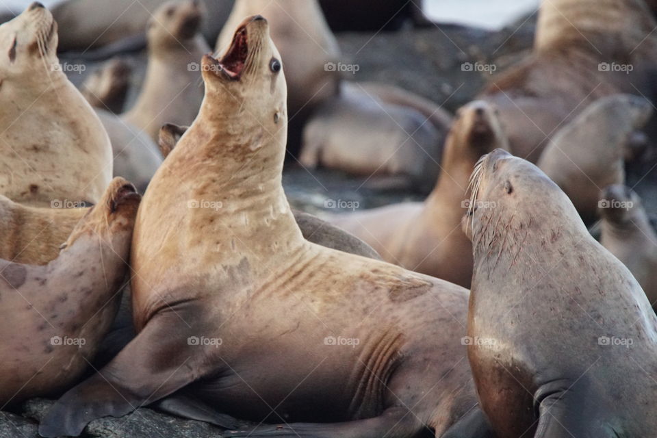 Sea lions relaxing by water