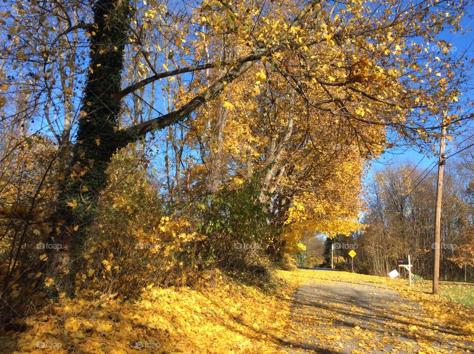 A magical fall wonderland. Brilliant gold spilling over a lovely country road with a vivid deep blue sky peeking through the branches. 