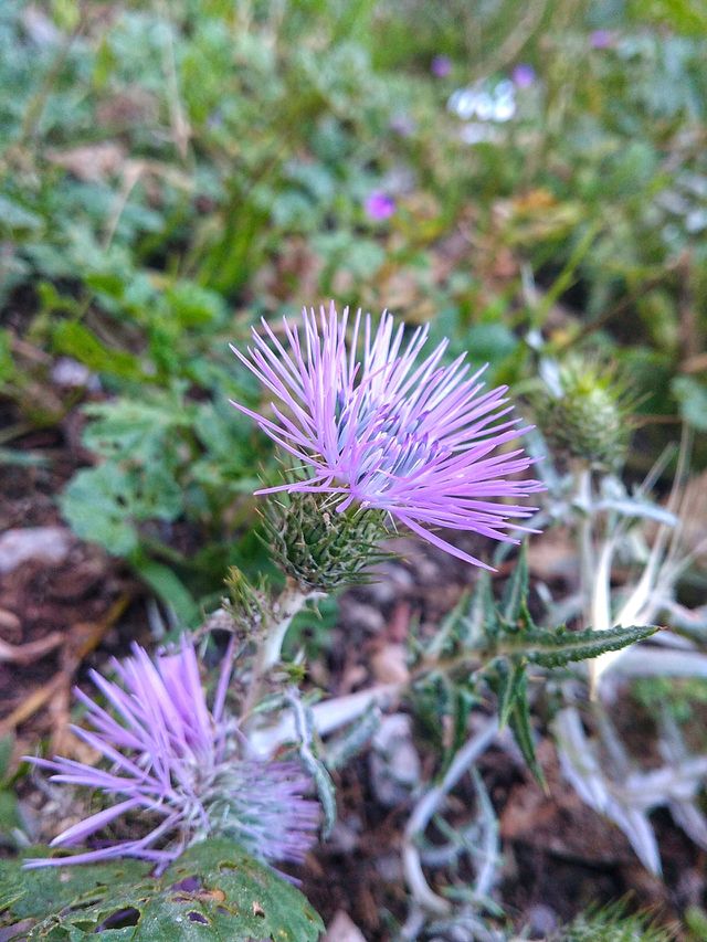 the amazing beauty of flower on Algeria's spring