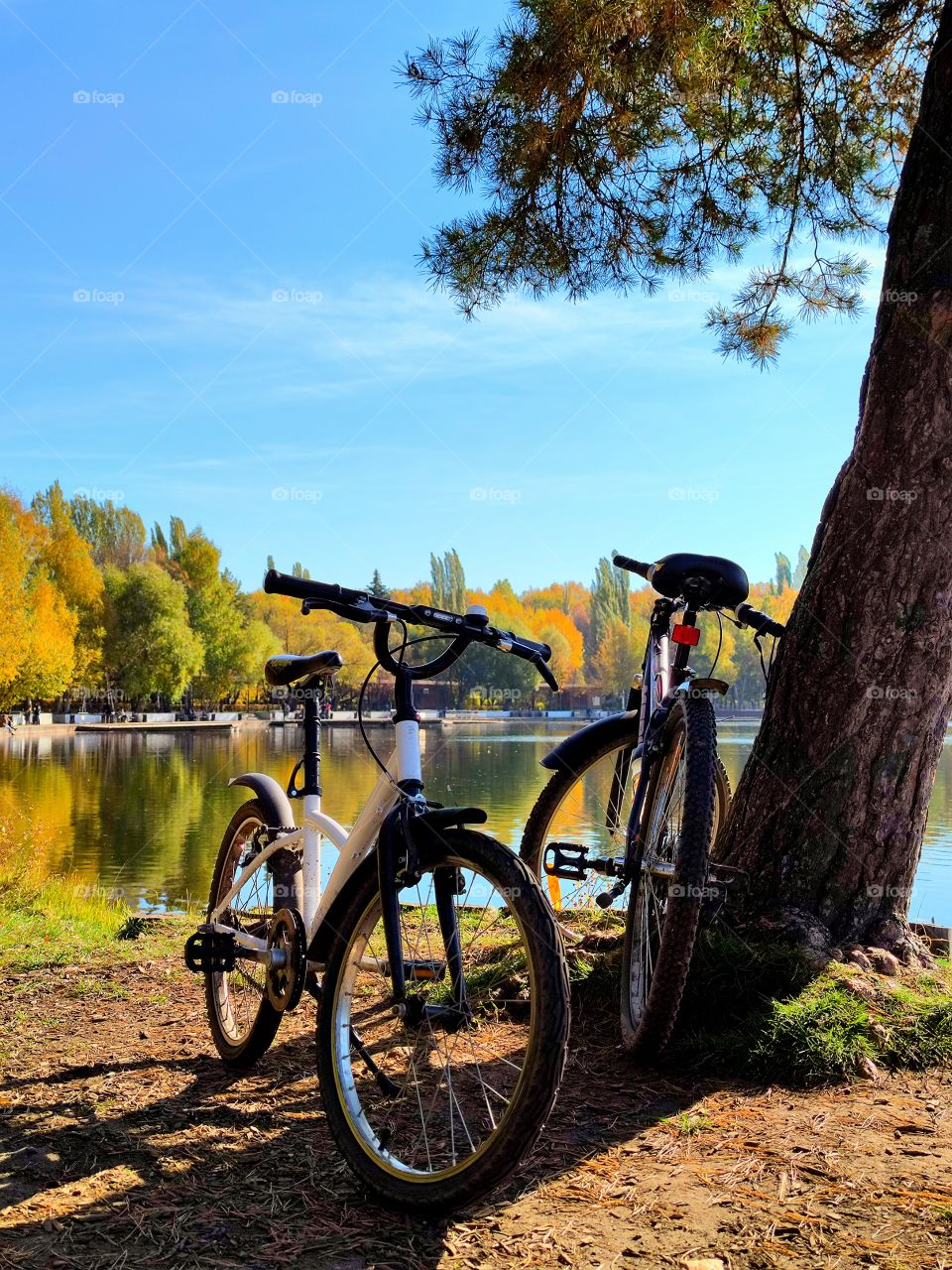 Autumn. Two bicycles on the river bank under a pine tree.  Colored autumn trees reflected in the water