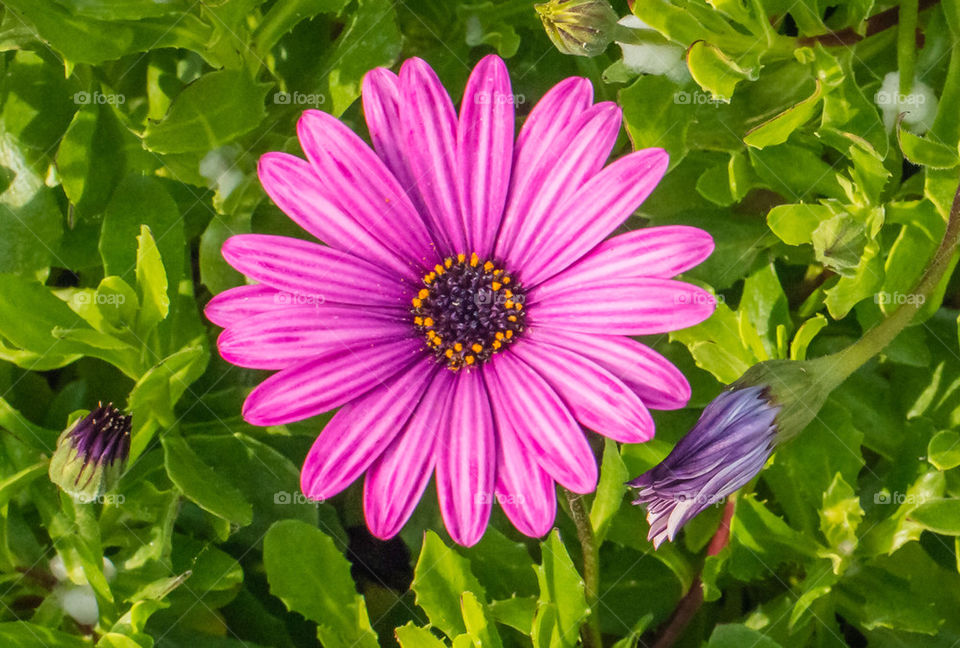 Purple flower close up