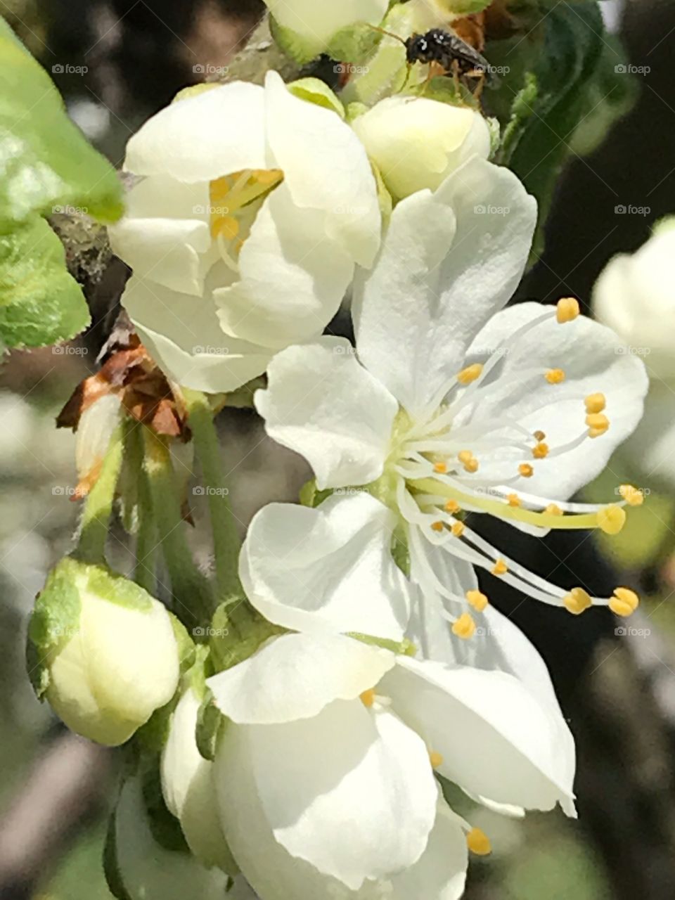 No Person, Nature, Leaf, Flower, Outdoors