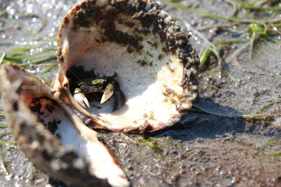 Tiny crab hiding in a shell at the beach