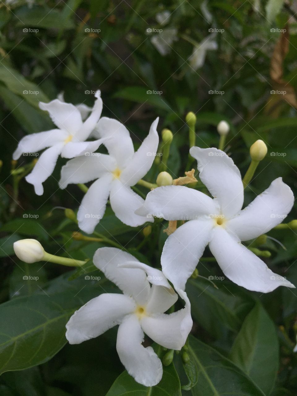 White nithiya flowers 