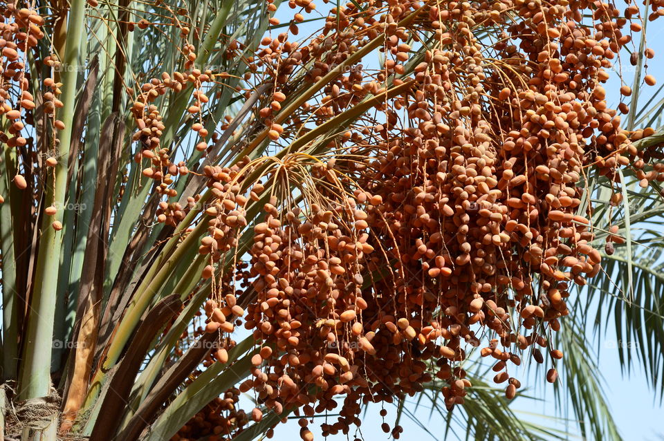 Dates Tree