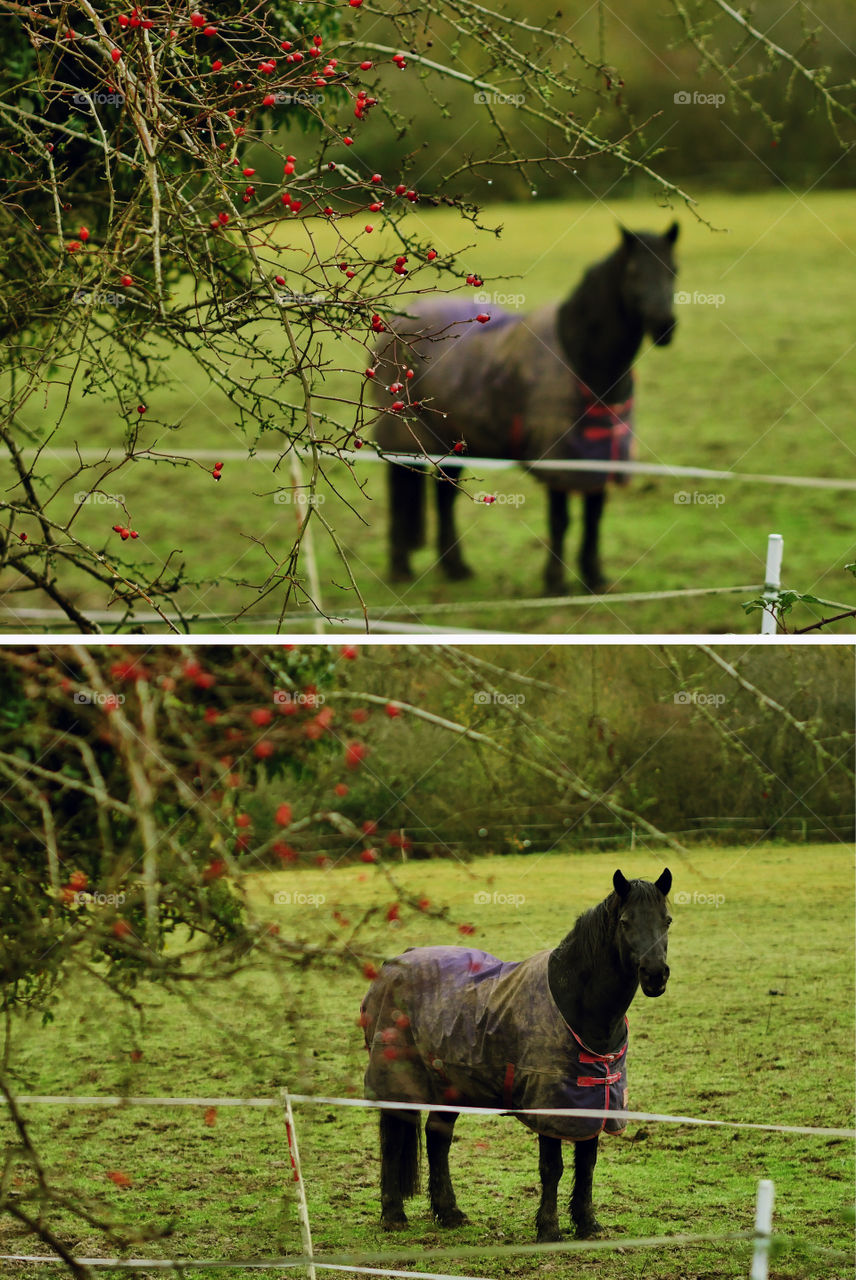 Horses in field
Two images showing the effect of changing the depth of field and a narrow aperture. One close up one focused on distance.