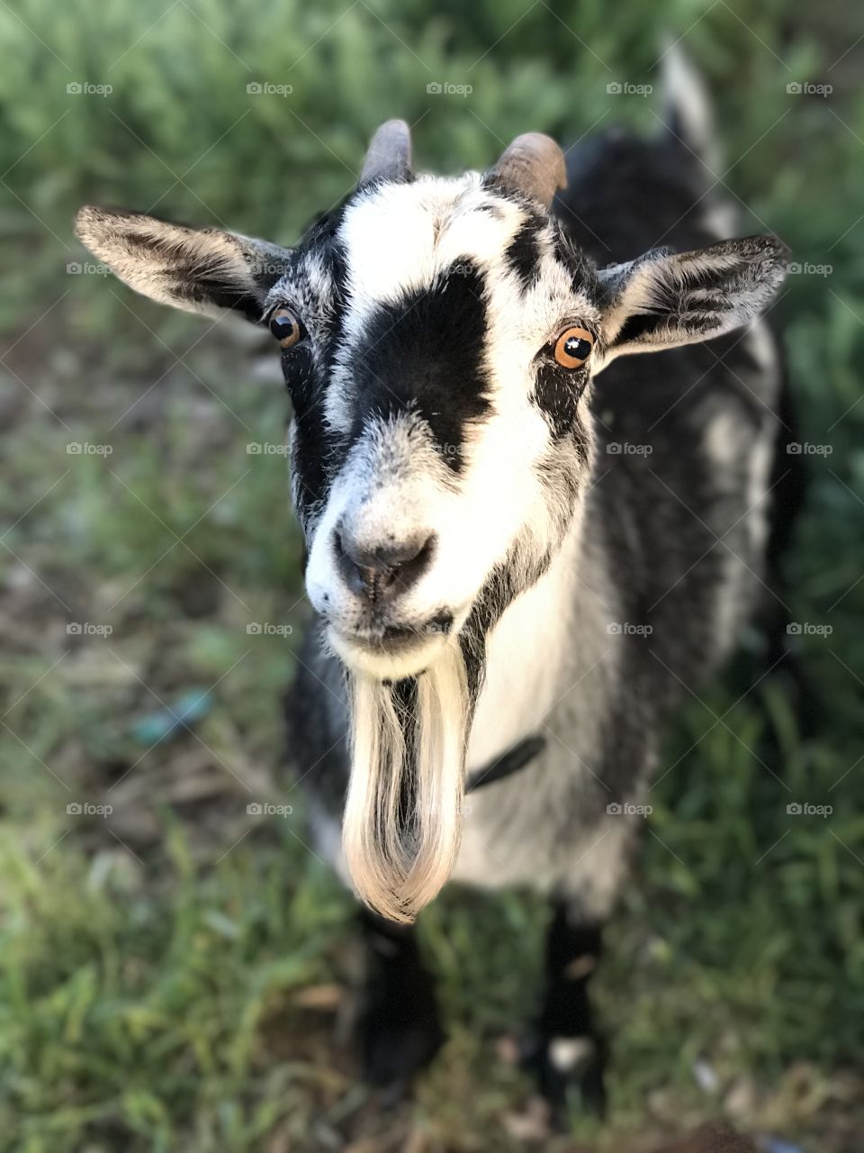Our mama goat. 
