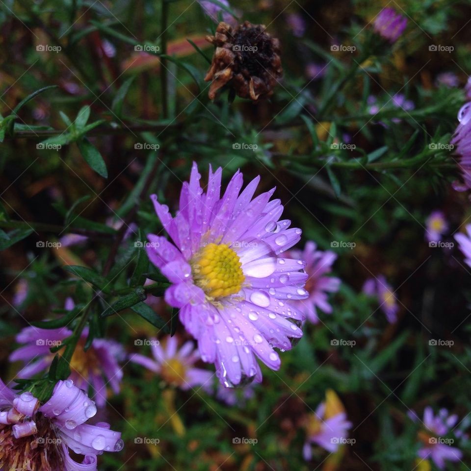Raindrops on one of this falls last flower.