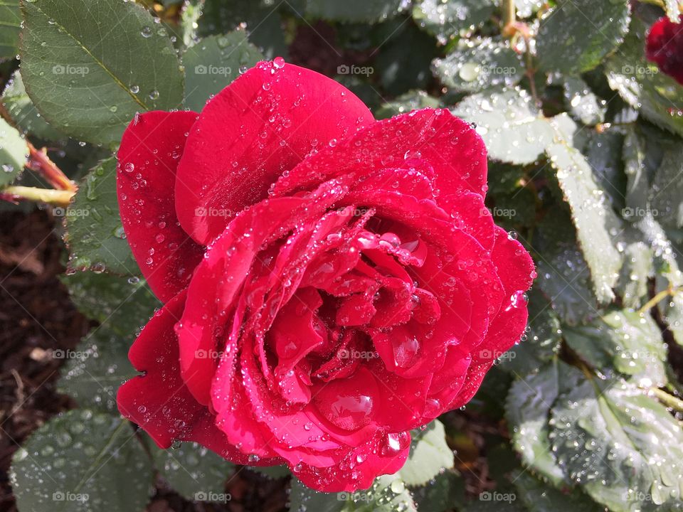 Red bush rose after the rain. Red bush rose after the rain in Australia
