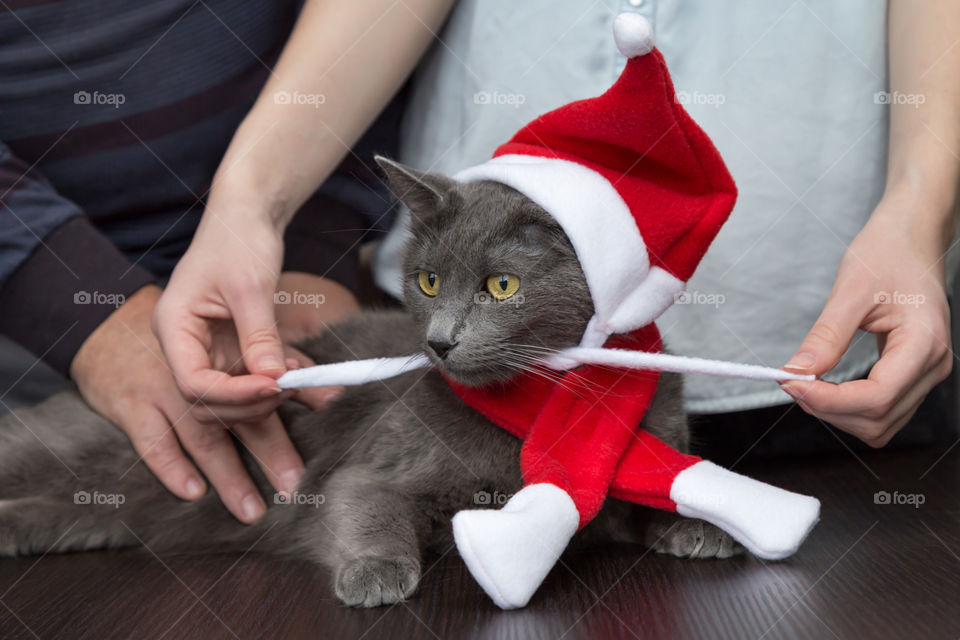 Christmas and cat