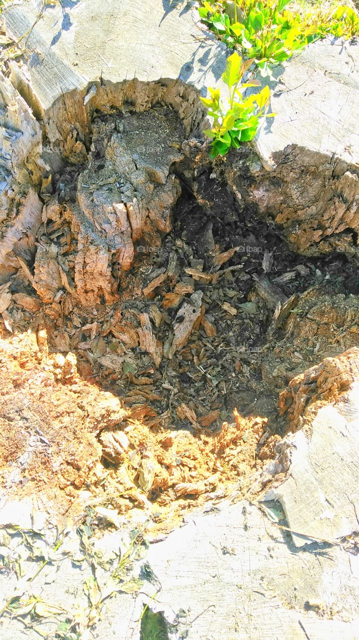 old hollowed-out tree stump with new life