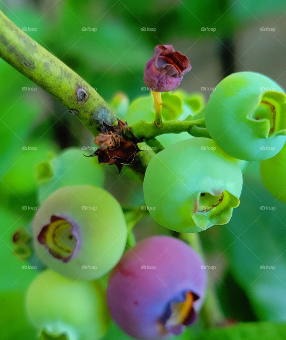 Grow your own food, especially Blueberries