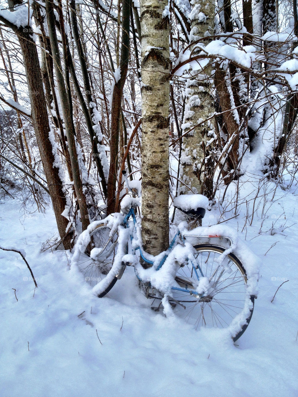 Cycling in the Woods