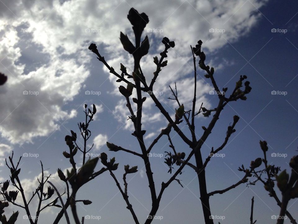 A Spring Silhouette 