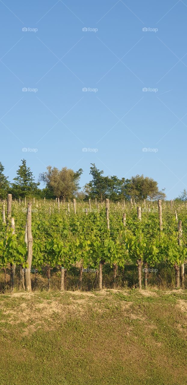 wineyard