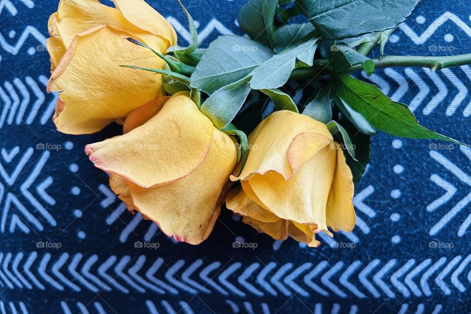 Three Rose Buds closeup 