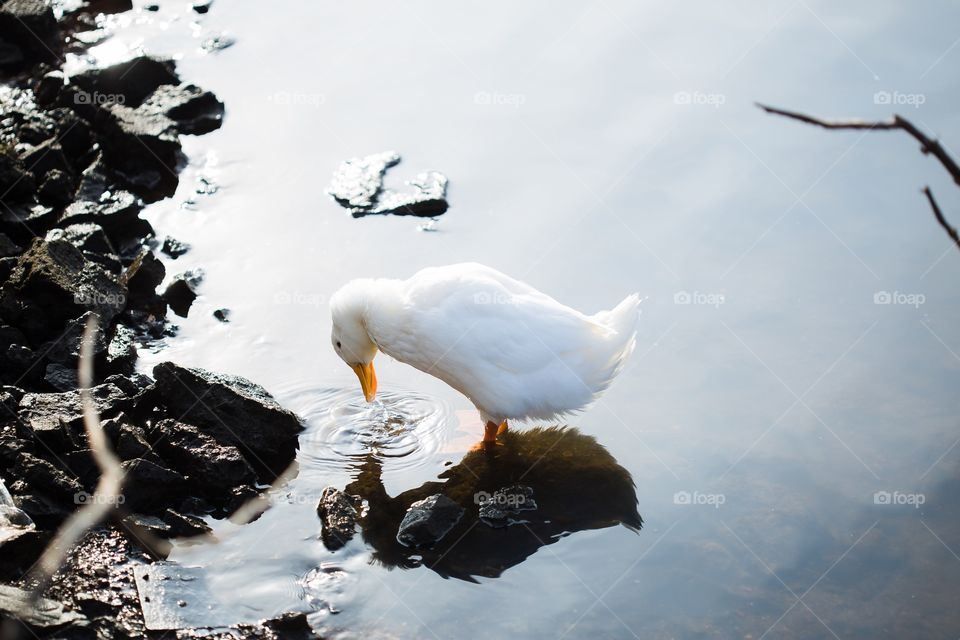 White duck