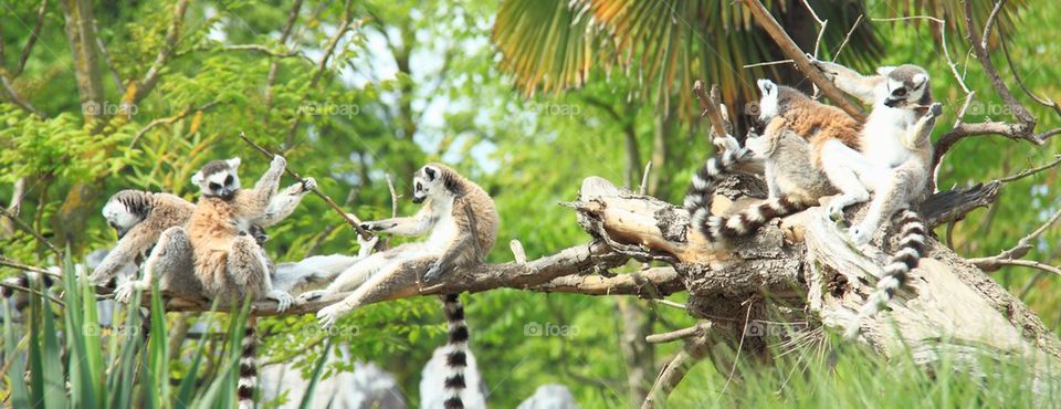 Lemurs in the trees