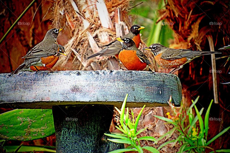 Migratory Robins
