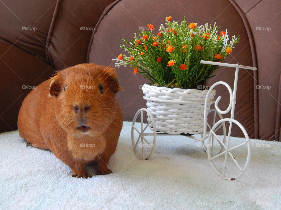 Ginger and his bicycle