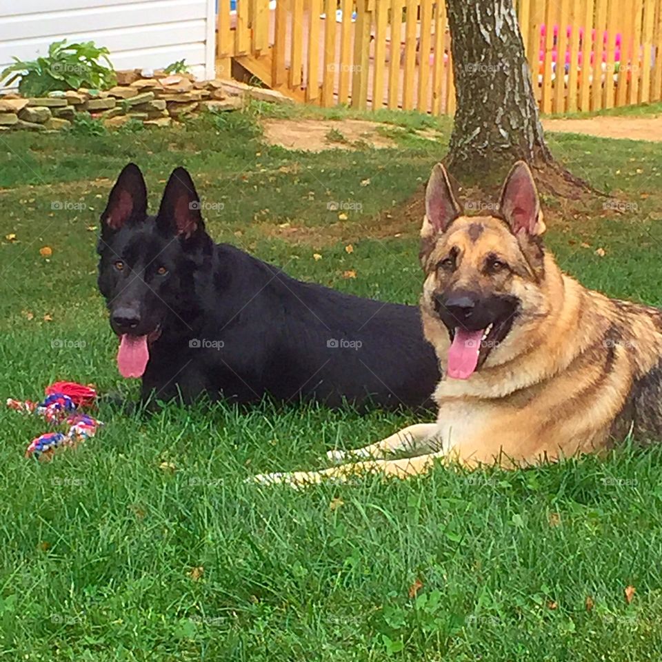 Bo & Arrow. German Shepherd brothers laying side by side in the grass. 