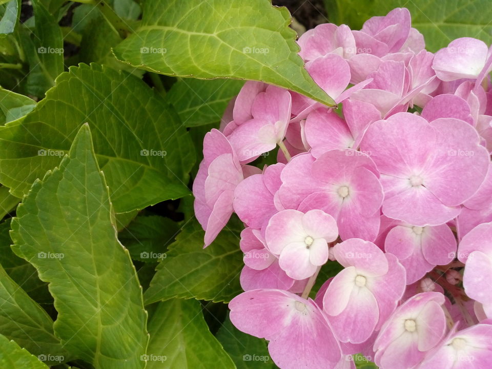 background and beautiful flowers
