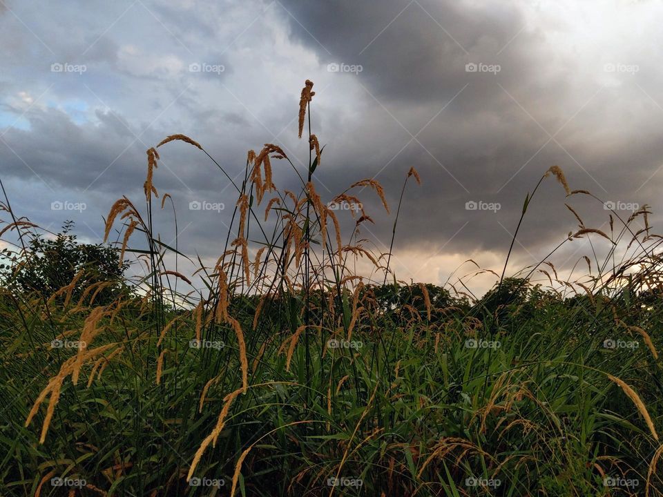 A storm cloud and a farmer's field South of London Ontario there is a picture of ripened grasses and bright green broadleafed grass in the distance our trees that frame The Horizon.