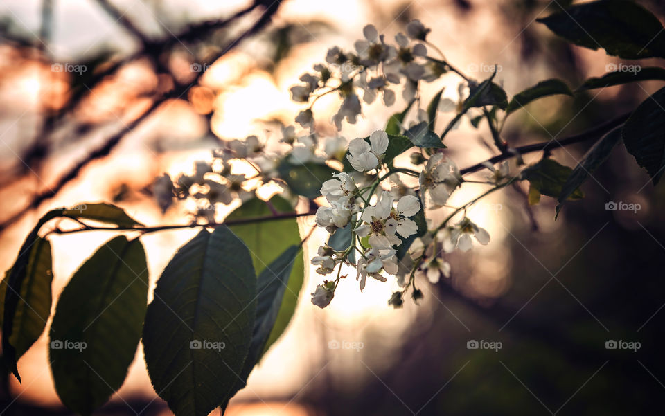 Spring. Flowers. Trees. Sunset. Light.