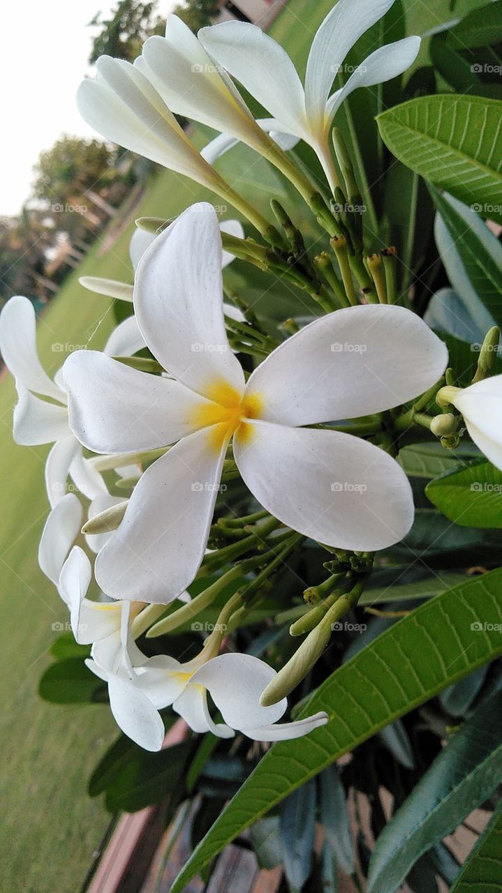 Natural Flower image