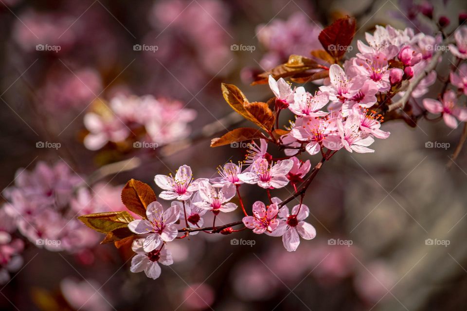 Pink spring flowers