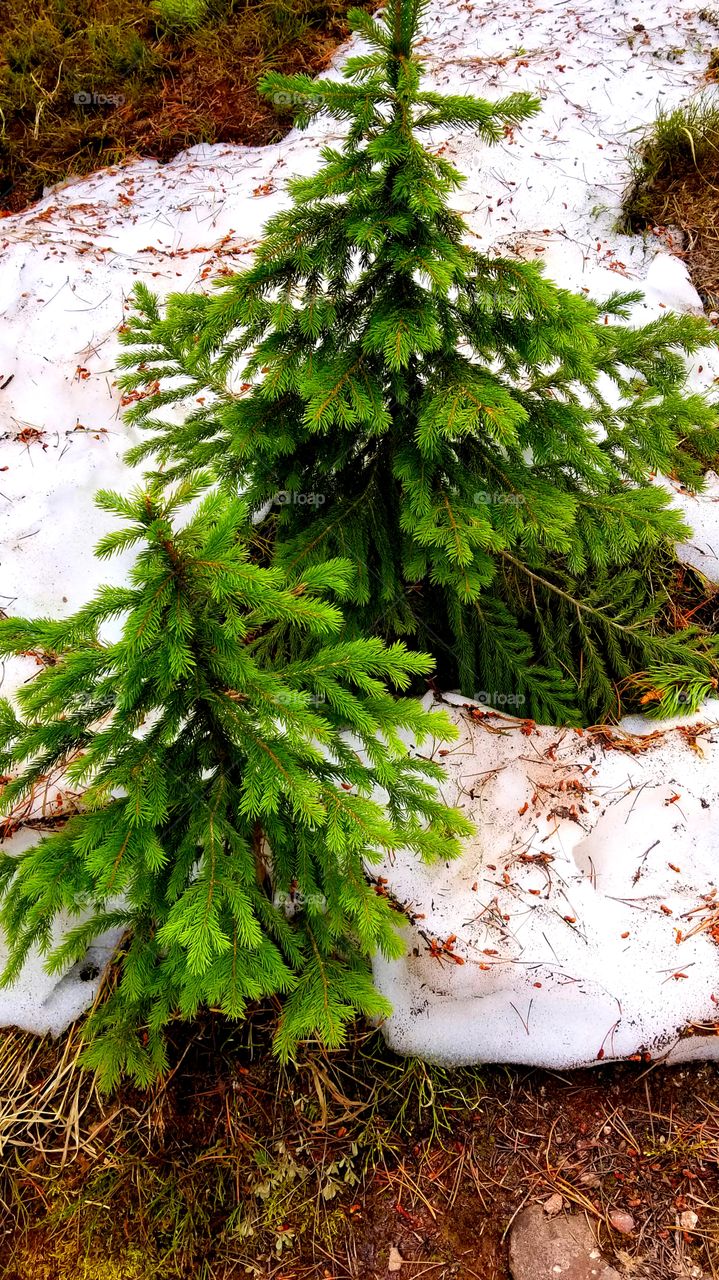 Mini Pine Tree