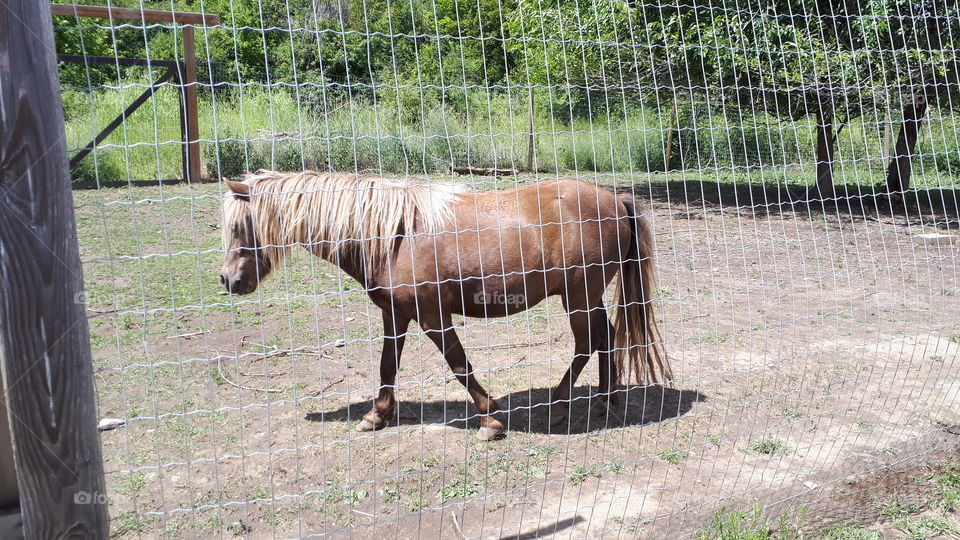 Shetland Pony in a Fenced Yard